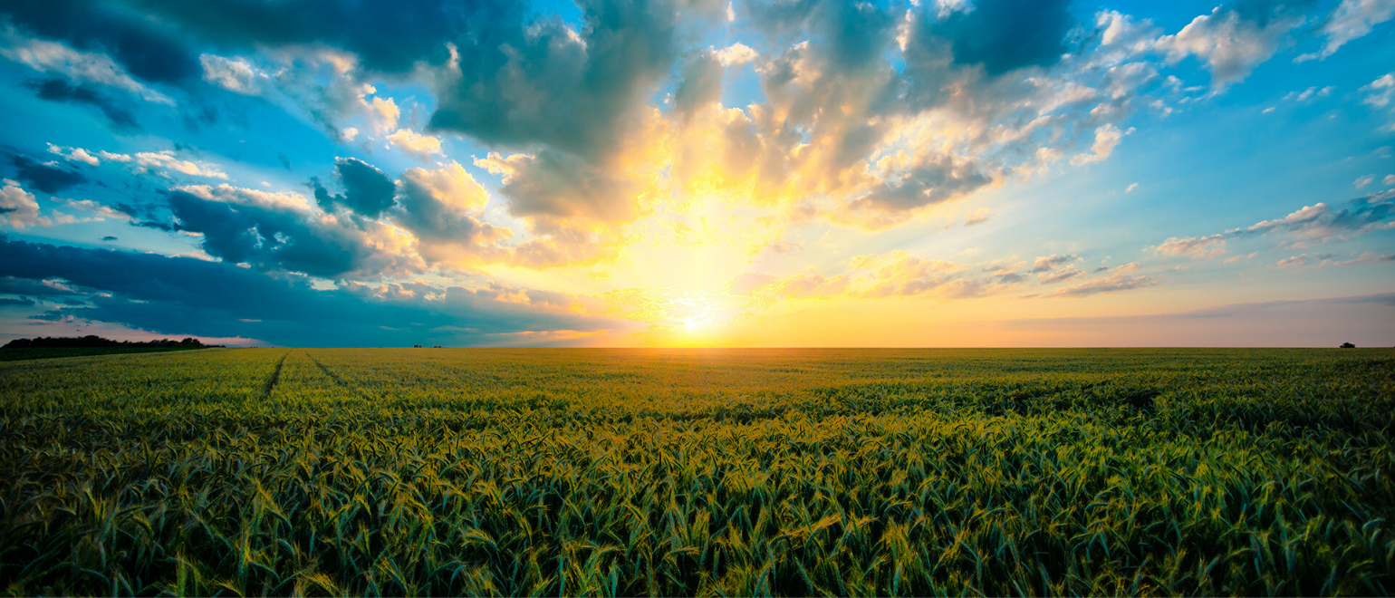 Grass Sunrise